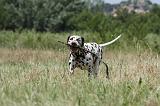 DALMATIEN 338